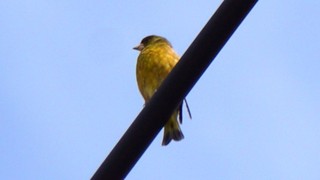 カワラヒワ.jpg