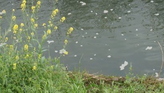 永池川1.jpg