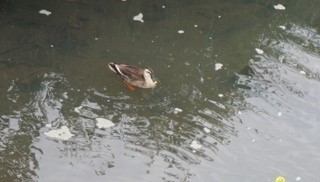 永池川2.jpg