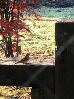 IMG_1443.jpg
