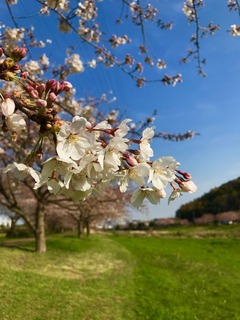 IMG_2439.jpg